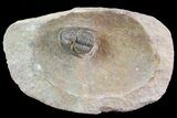 Sculptoproetus Trilobite - Rare Proetid #71684-1